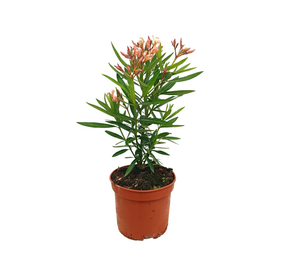 Adelfa Enana M17 40-60cm (valadre O Nerium Oleander)_0