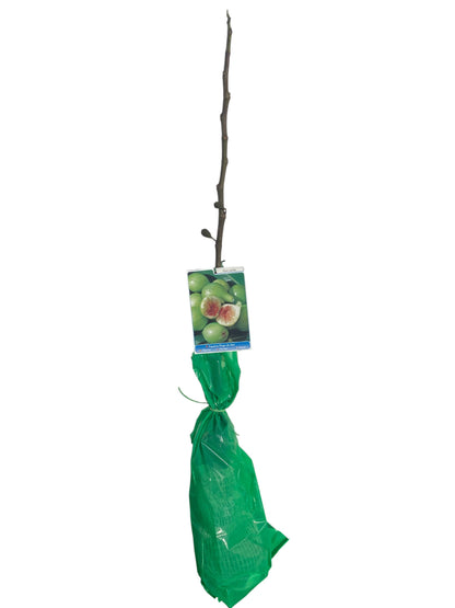 Frutal Higuera Blanca Cepellón 110 CM_0