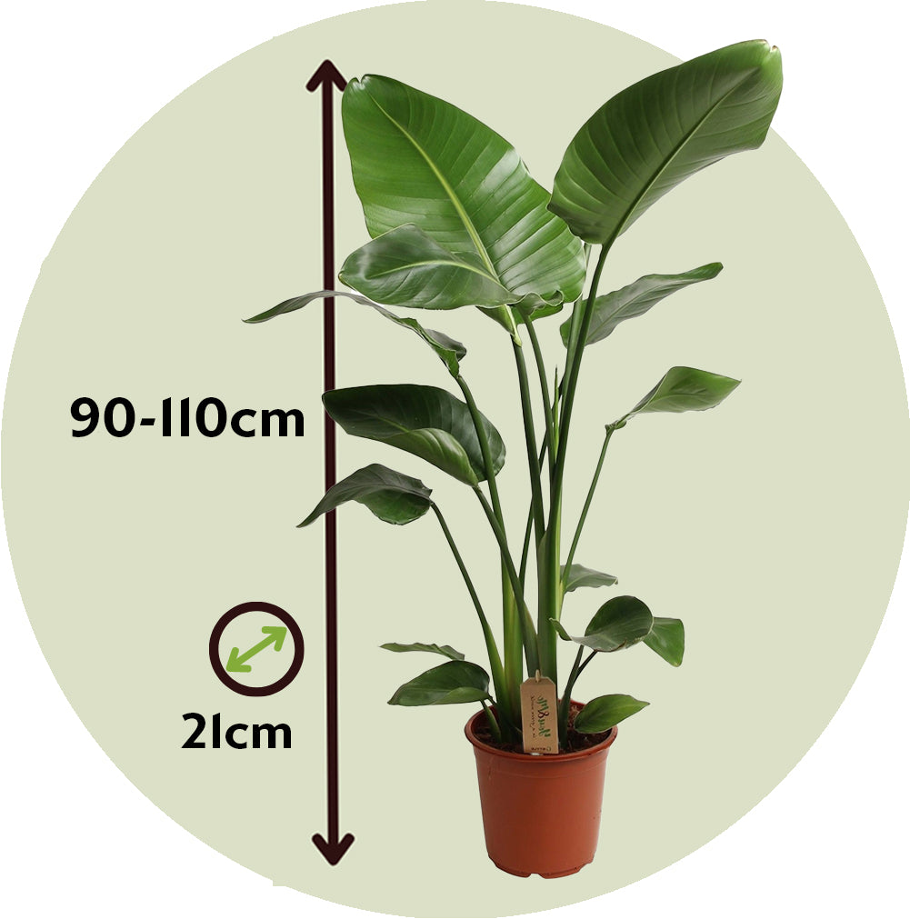 Flor Ave Del Paraíso - Strelitzia Nicolai - Altura 90-110cm - ⌀21cm_2