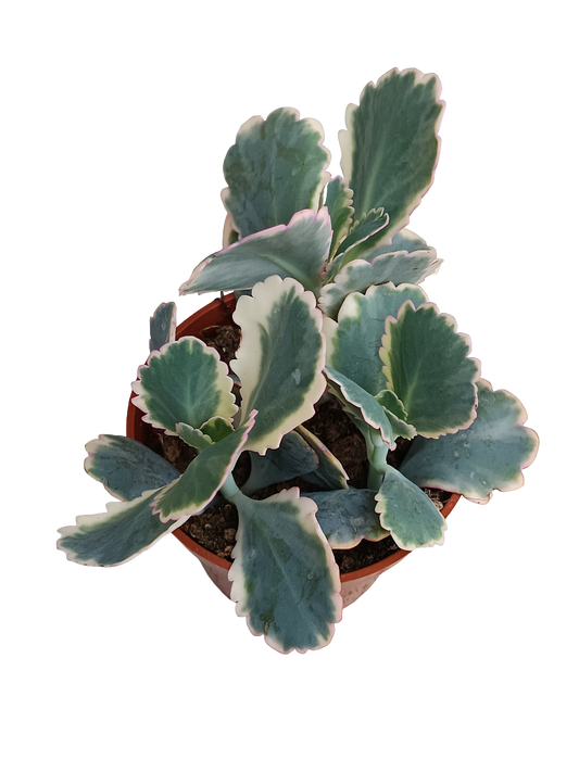 Kalanchoe Fedtschenkoi Variegata Planta Suculenta Ø8_0