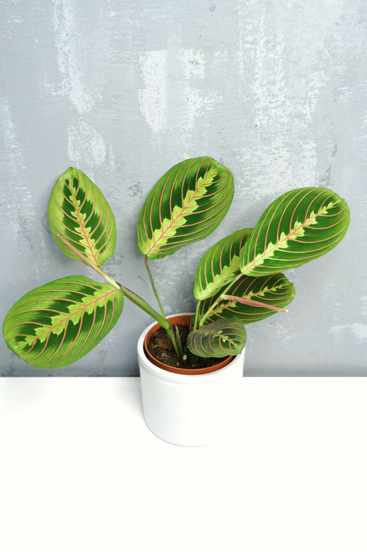 Maranta Fascinator_0