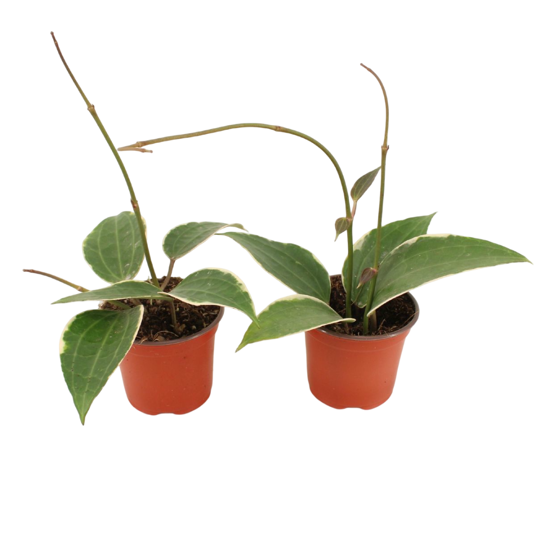 Hoya Latifolia Albomarginata Planta Suculenta Colgante Flor De Cera Ø9