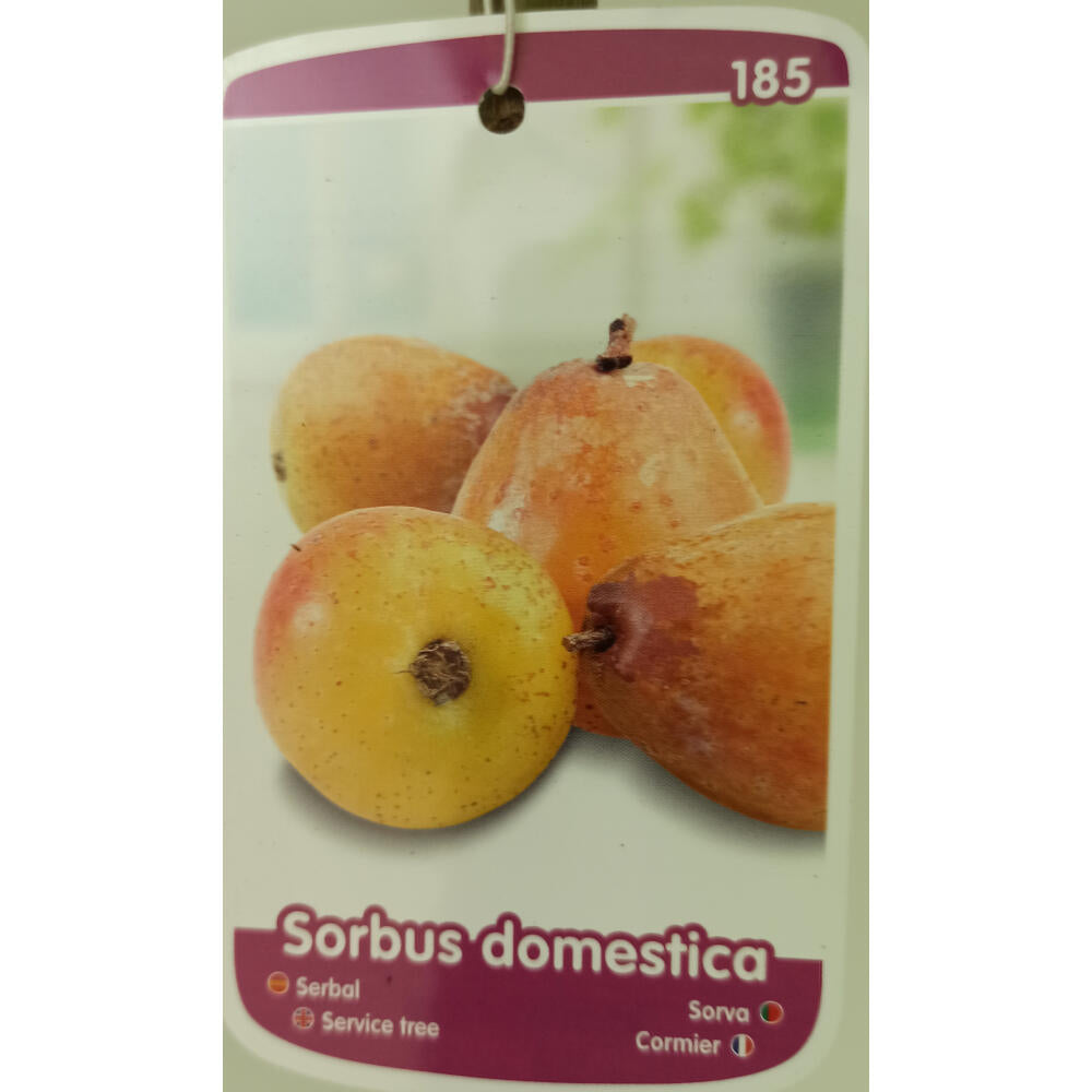 Sorbus Domestica M22 140cm (serbal Común)_0