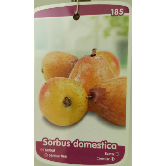 Sorbus Domestica M22 140cm (serbal Común)_0