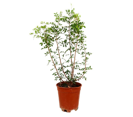 Pistacia Lentiscus M21 60cm_0