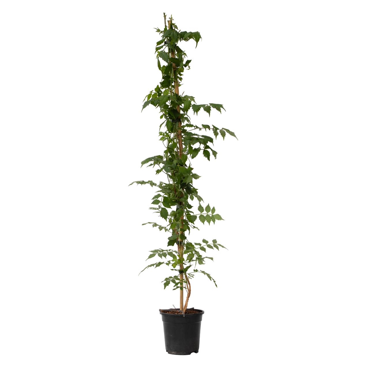 Trompeta Dorada - Campsis Taglibuana 'mme Galen' - Altura 110-120cm - ⌀17cm_0