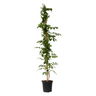 Trompeta Dorada - Campsis Taglibuana 'mme Galen' - Altura 110-120cm - ⌀17cm
