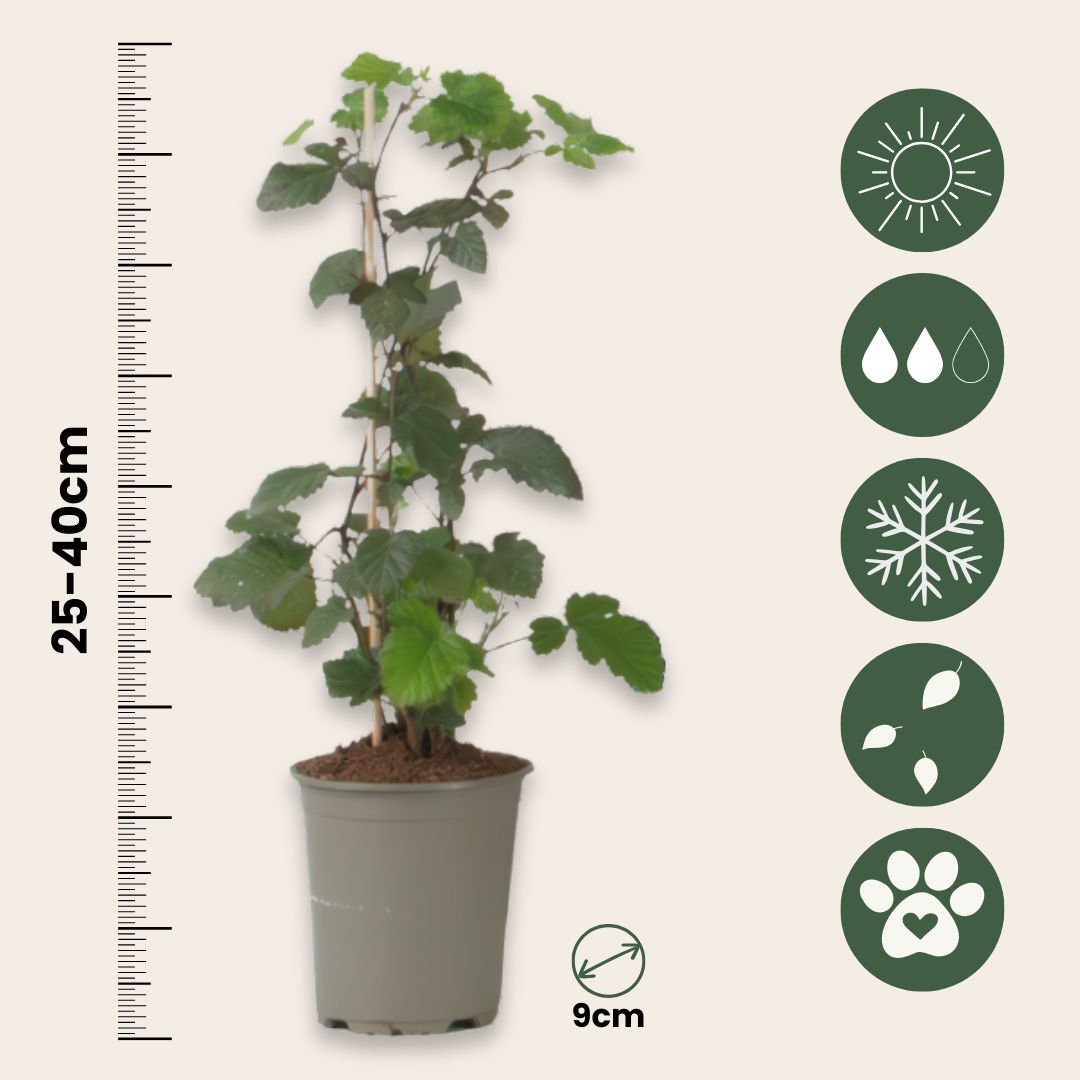 Grosello Negro - 3 Piezas - Ribes Nigrum - Altura 25-40cm - ⌀9cm_2