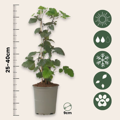 Zarzamora - 3 Piezas - Rubus Thornless - Altura 25-40cm - ⌀9cm_2