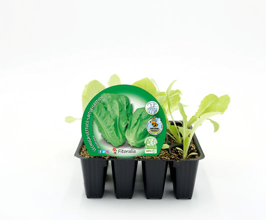 Pack Plantones Lechuga Romana 12 Ud. Natural - Fitoralia_0