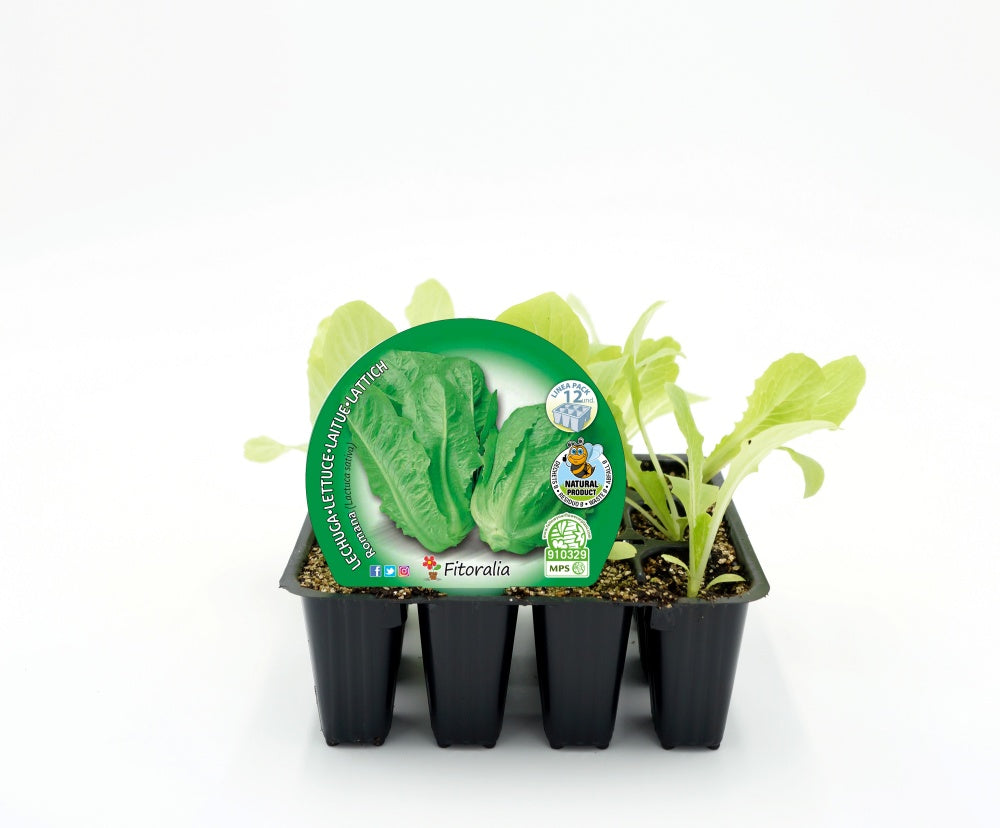 Pack Plantones Lechuga Romana 12 Ud. Natural - Fitoralia