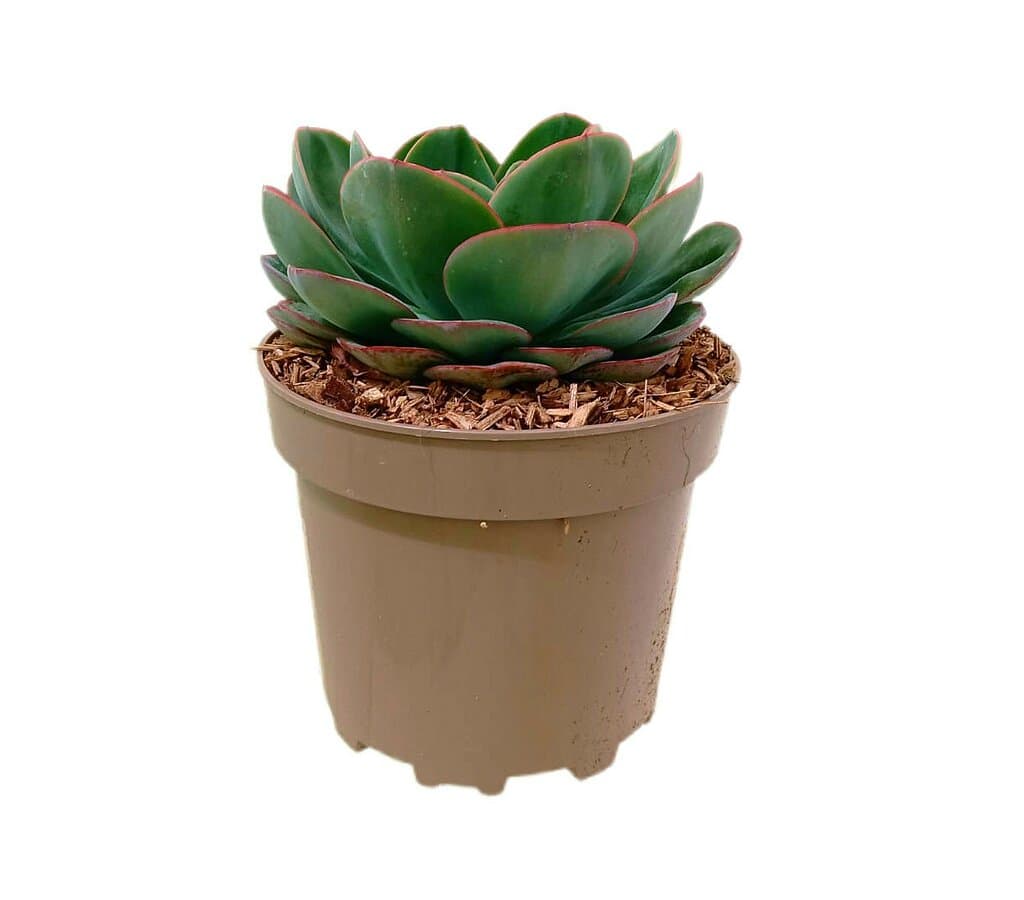 Echeveria Mandala M22_1