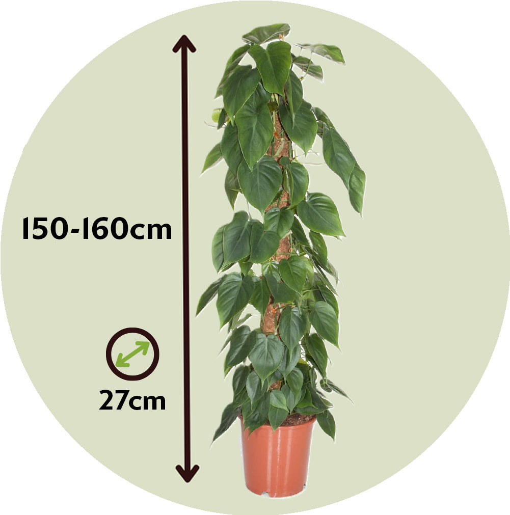 Filodendro - Philodendron Scandens - Altura 150-160cm - ⌀27cm_2