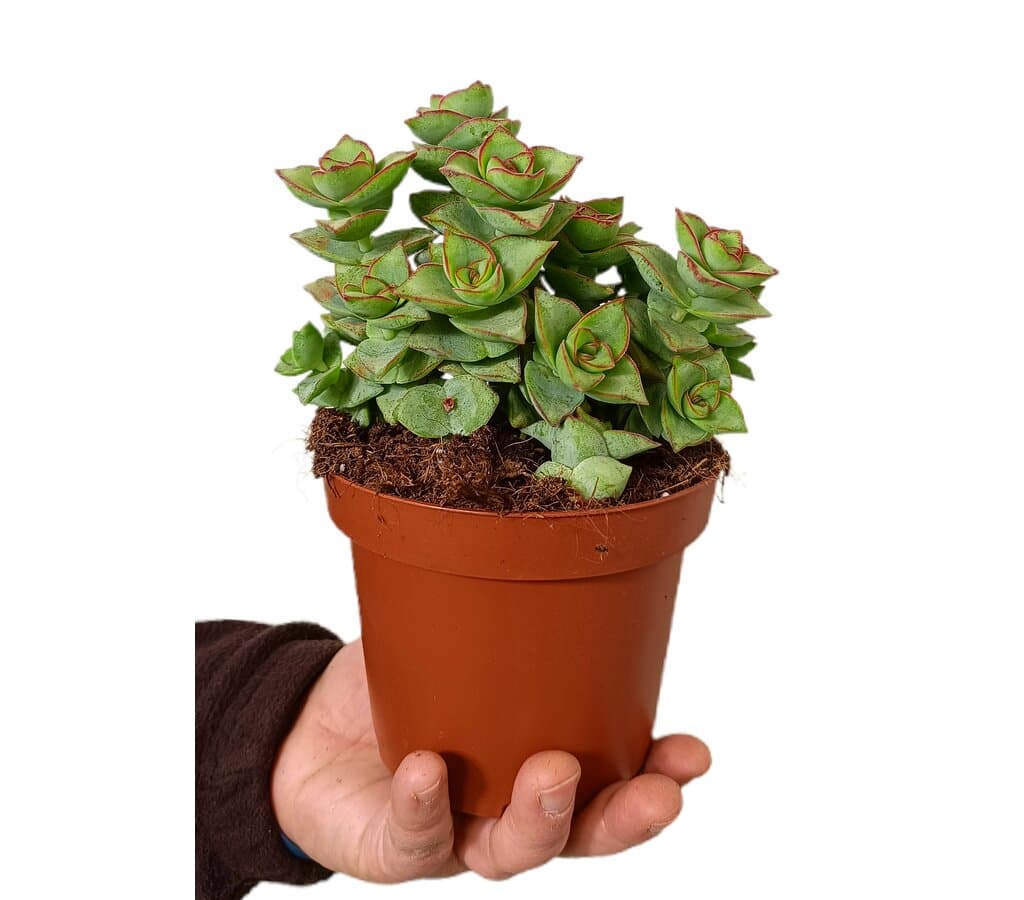 Crassula Perforata M13_0