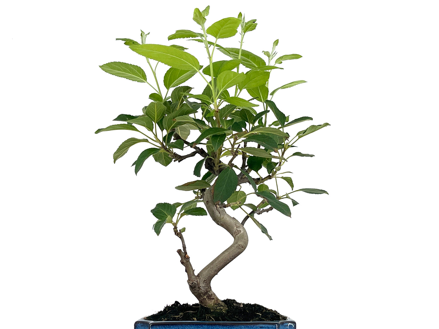 Bonsái Malus – Manzano 8 Años