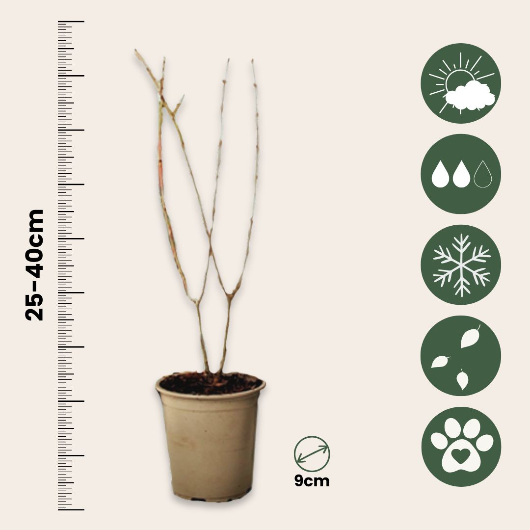 Granado - 3 Pzs - Punica Granatum - Altura 25-40cm - ⌀9cm