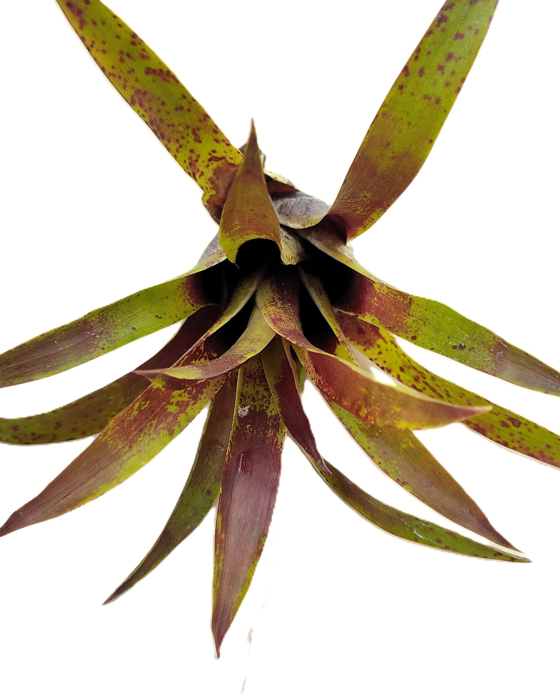 Vriesea lubbersii; bromelia verde y púrpura; Curiosarium; altura 15 cm, diámetro 10 cm_0