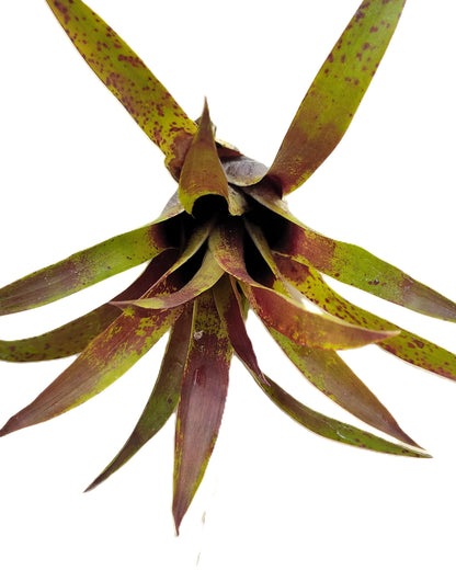 Vriesea lubbersii; bromelia verde y púrpura; Curiosarium; altura 15 cm, diámetro 10 cm_0