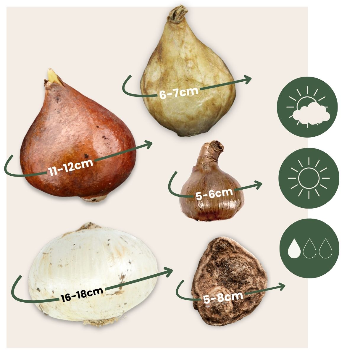 Mezcla De Bulbos De Flor - 250 Pzs - Púrpura