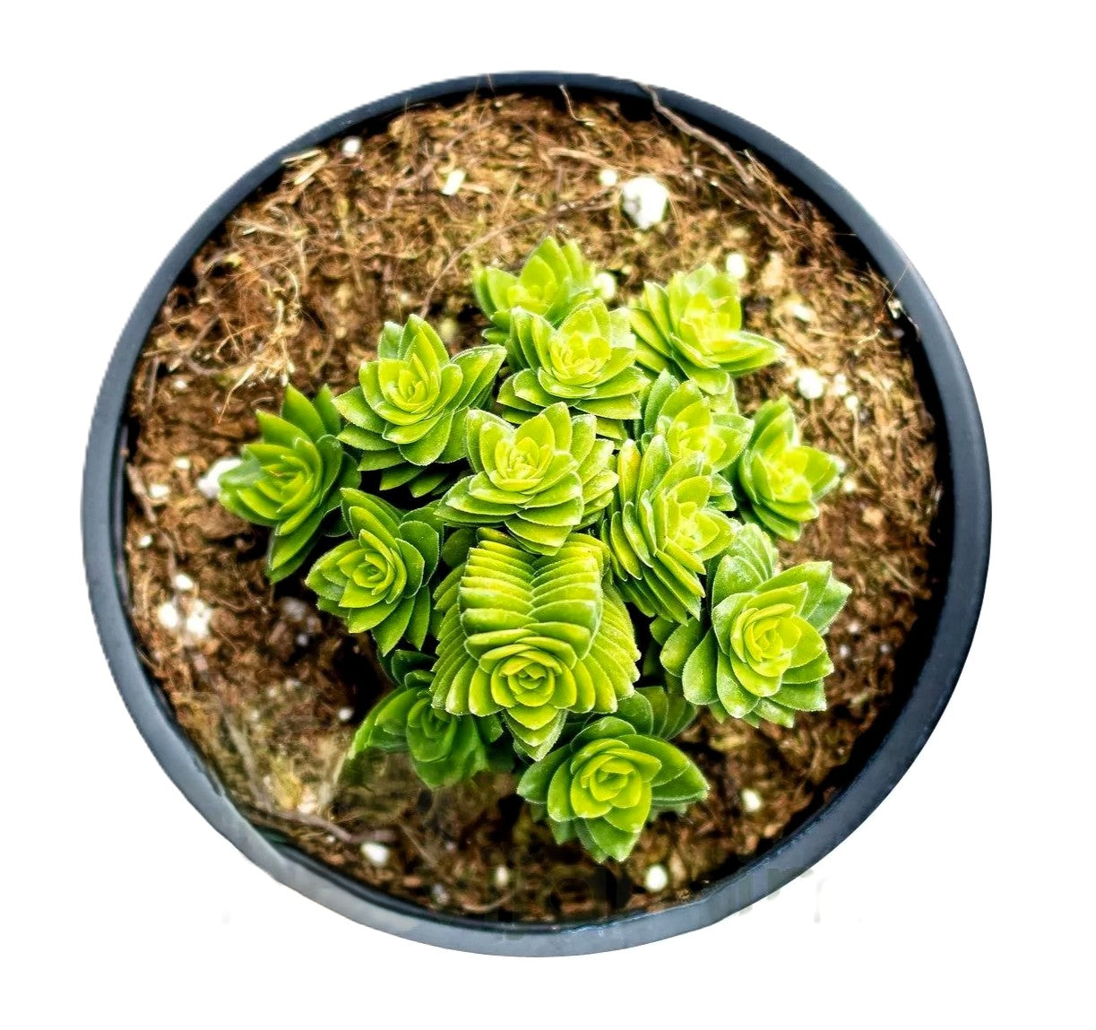 Crassula 'spiralis Estagnol' (crásula Espiralada); Planta Suculenta Enana; Curiosarium; Diámetro Maceta 10,5 Cm_0