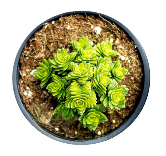 Crassula 'spiralis Estagnol' (crásula Espiralada); Planta Suculenta; Curiosarium; Maceta 10,5 Cm_0