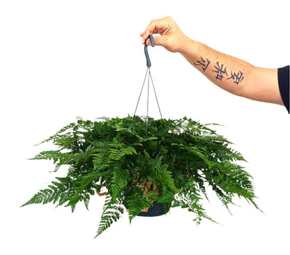 Davalia Humata M17 30cm (helecho Pata De Conejo)_0