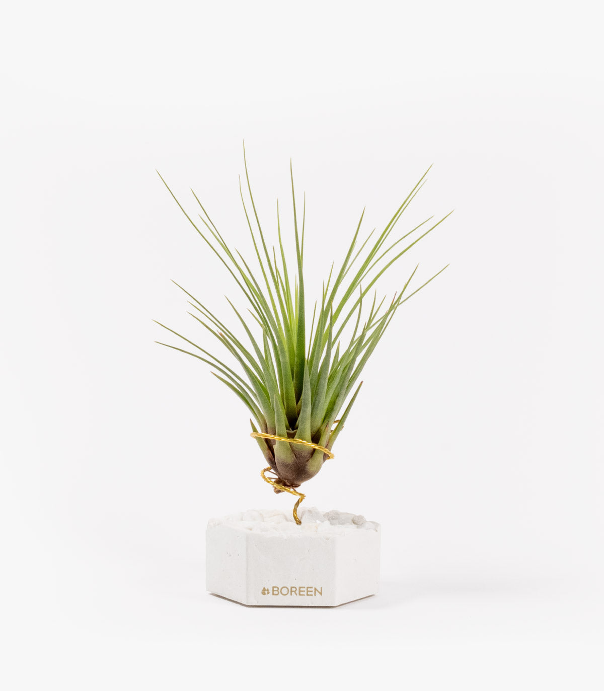 Planta De Aire Tillandsia Tricolor Con Hexágono De Cemento Y Piedras Blancas_0