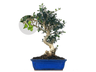 Bonsái Olea Europea Sylvestris – Acebuche 8 Años
