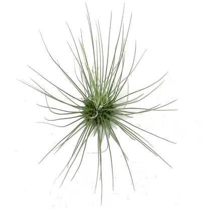 Tillandsia Guchsii F.gracilis 10cm Alto X 8cm Ancho_2