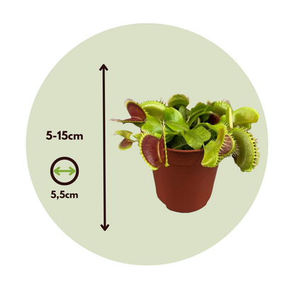 Atrapamoscas De Venus - 3 Pzs - Dionaea Muscipula - Altura 5-15cm - ⌀55cm_2