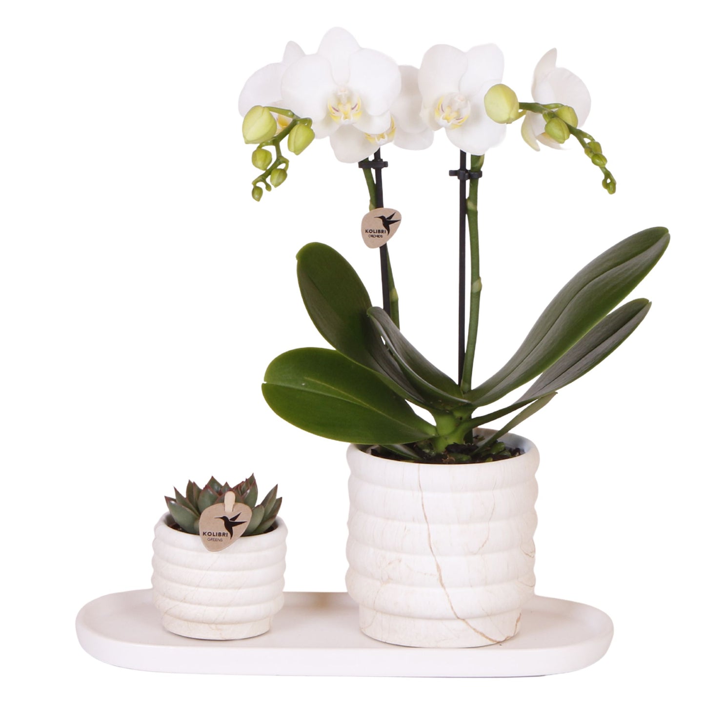Set De Regalo Orquídea 'marble S' - Phalaenopsis - Altura 30cm