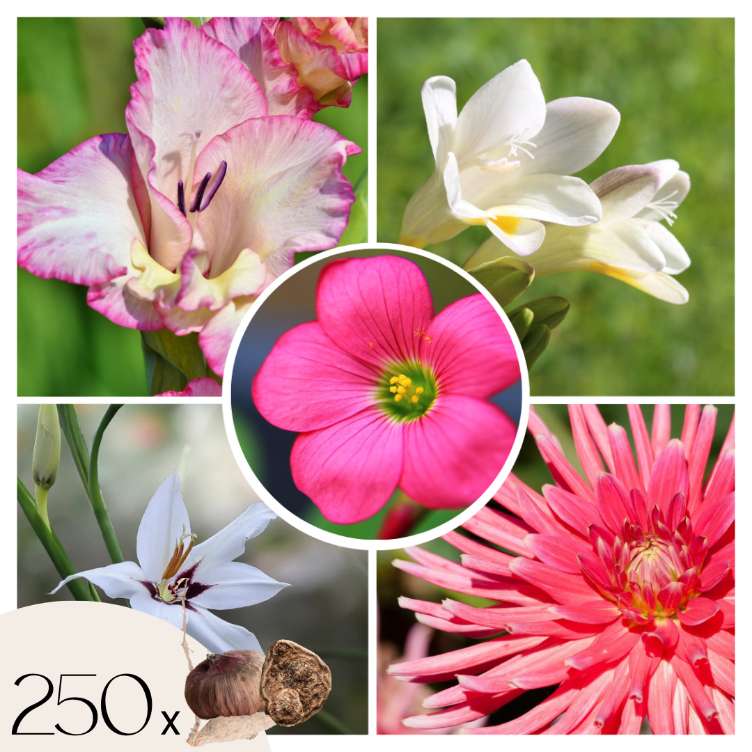 Mezcla De Bulbos De Flor Púrpura - 250 Pzs - Dahlia Gladiolus Freesia Oxalis_0
