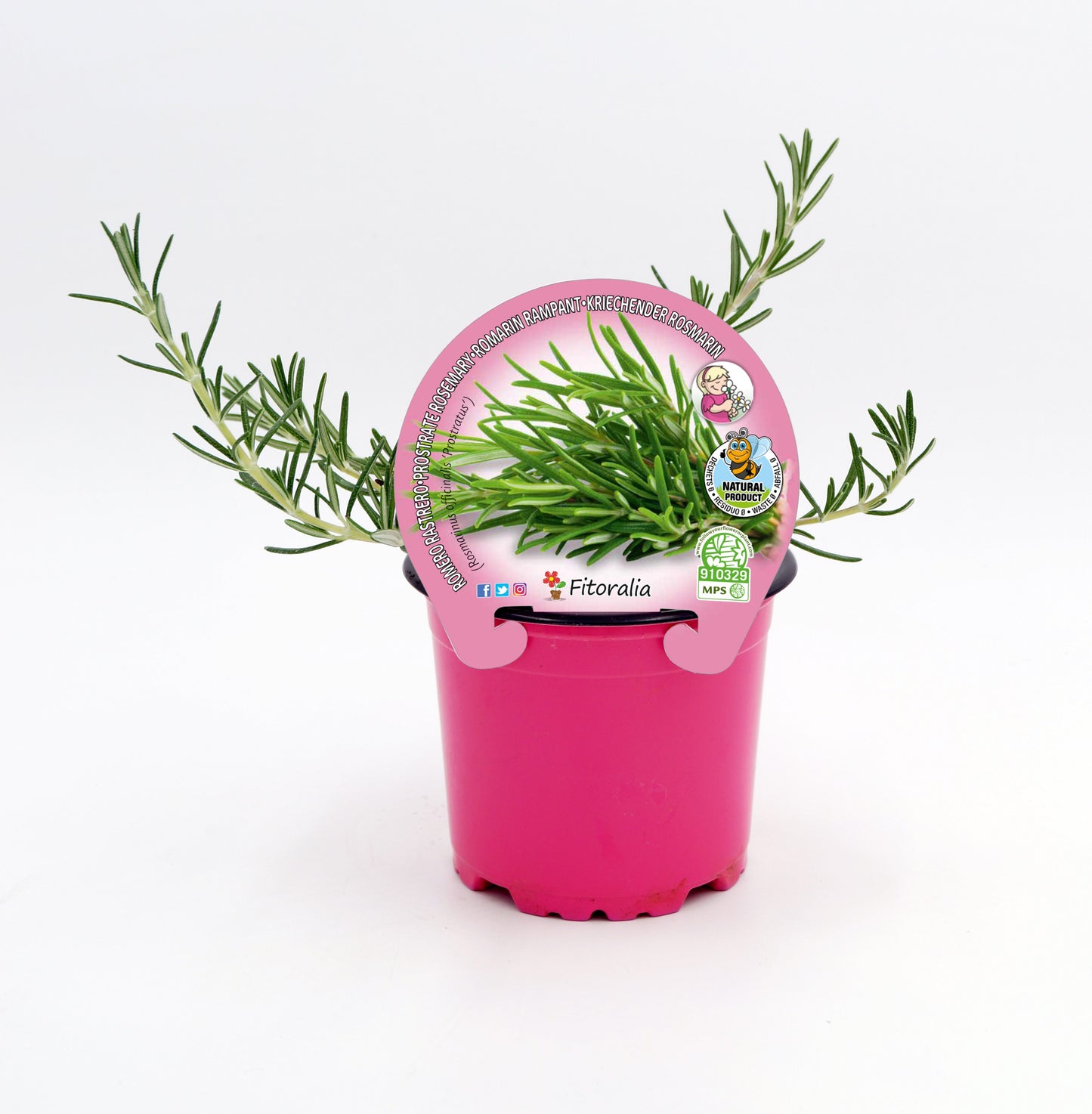 Romero Rastrero En Maceta 10,5 Cm. Natural - Fitoralia