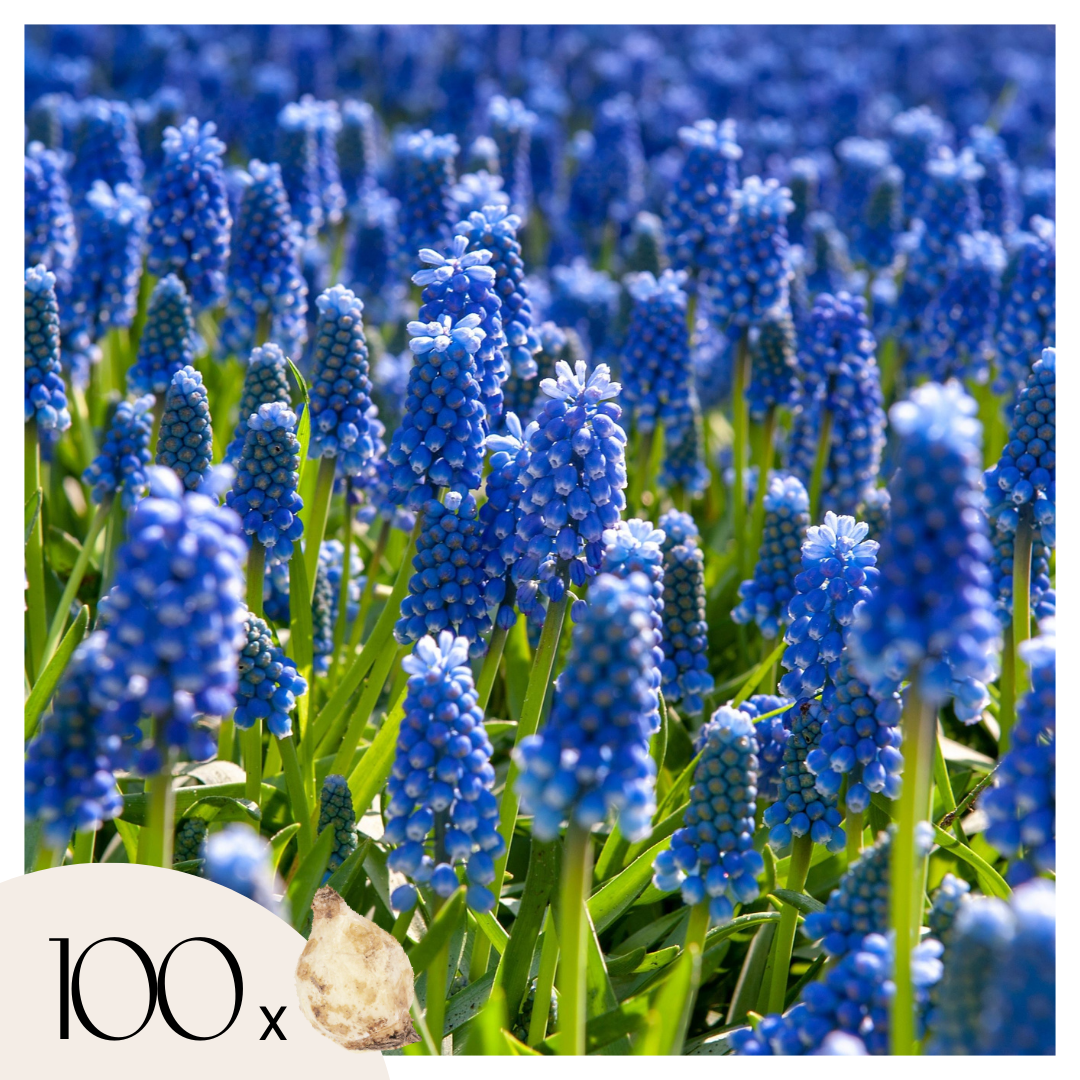 Nazarenos Azules - 100 Pzs - Muscari Armeniacum - Bulbos De Flores - Azul