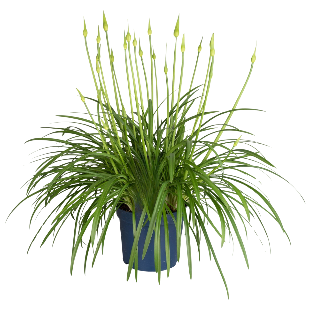Lirio Africano - Agapanthus 'superb White' - Altura 65-80cm - ⌀23cm_0