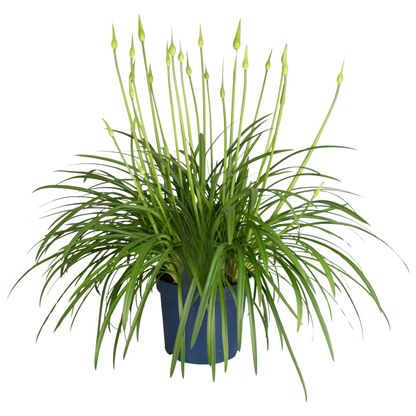 Lirio Africano - Agapanthus Amourette - Altura 65-80cm - Ø23cm_0