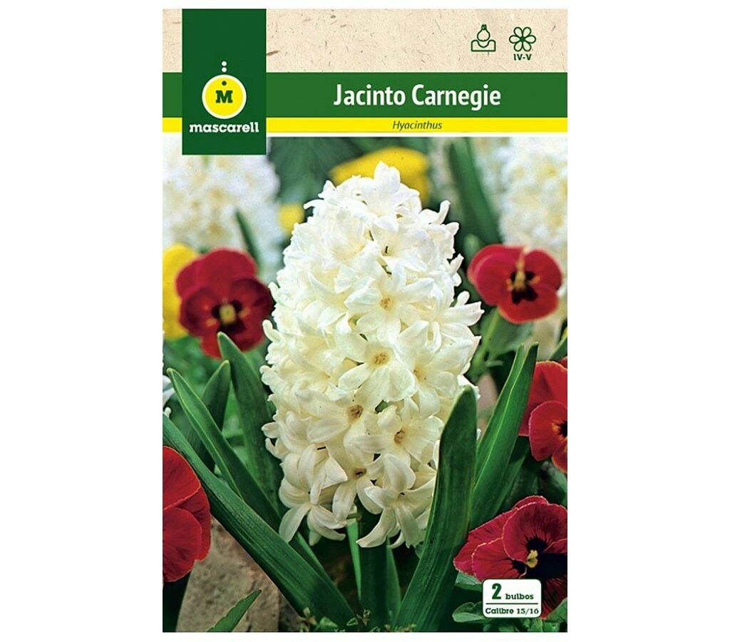 Bulbo Jacinto Carnegie Blanco_0