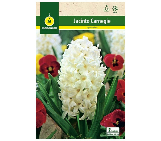 Bulbo Jacinto Carnegie Blanco_0