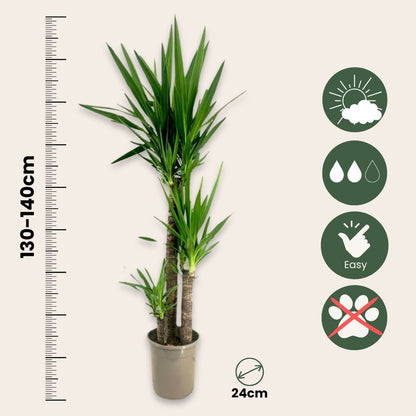Yuca - Yucca Elephantipes - Altura 130-140cm - ⌀24cm_2