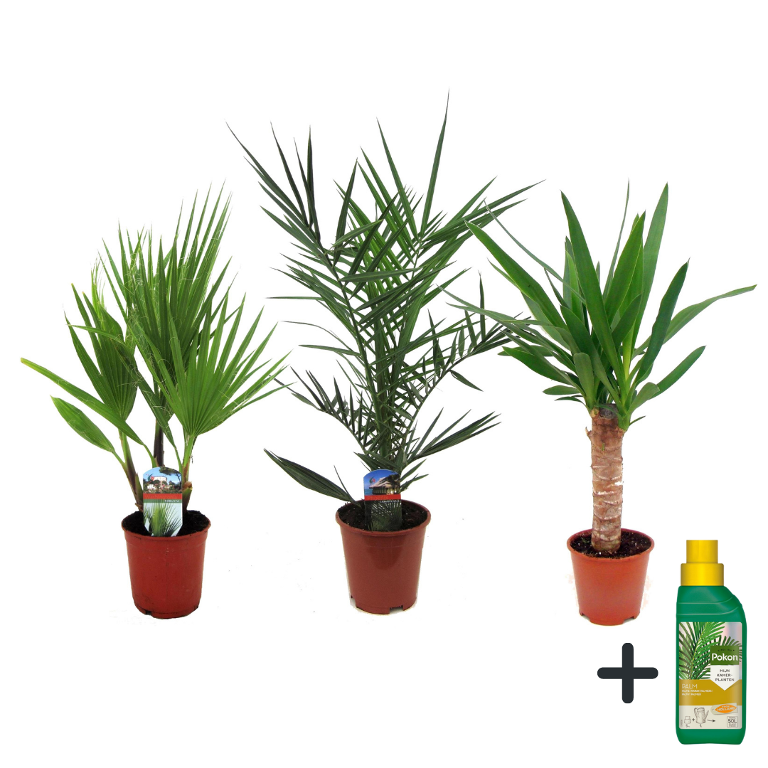 Mezcla De Palmeras - 3 Pzs - Indoor Palmmix - Pokon - Altura 50-70cm - ⌀14cm_0