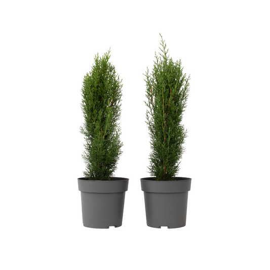Ciprés Italiano - 2 Pzs - Cupressus Sempervirens 'totem' - A60-80cm - ⌀19cm_0