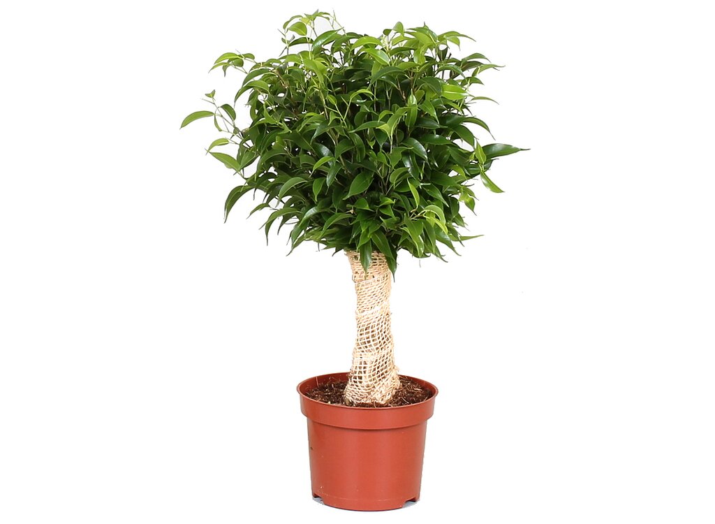 Ficus Benjamina Natasja Yute M12 35cm_0