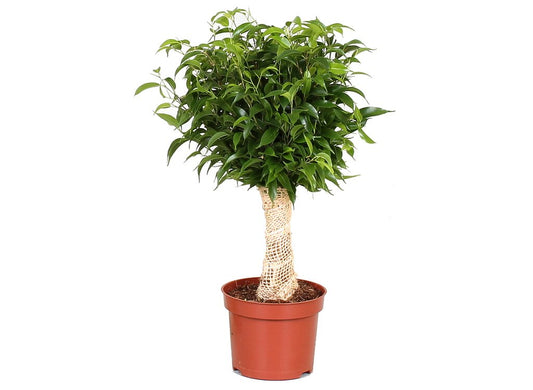 Ficus Benjamina Natasja Yute M12 35cm_0