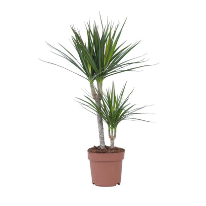Drácena - Dracaena Marginata - Altura 70-80cm - ⌀17cm