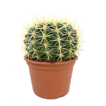 Echinocactus Grusoni M17 20cm_0