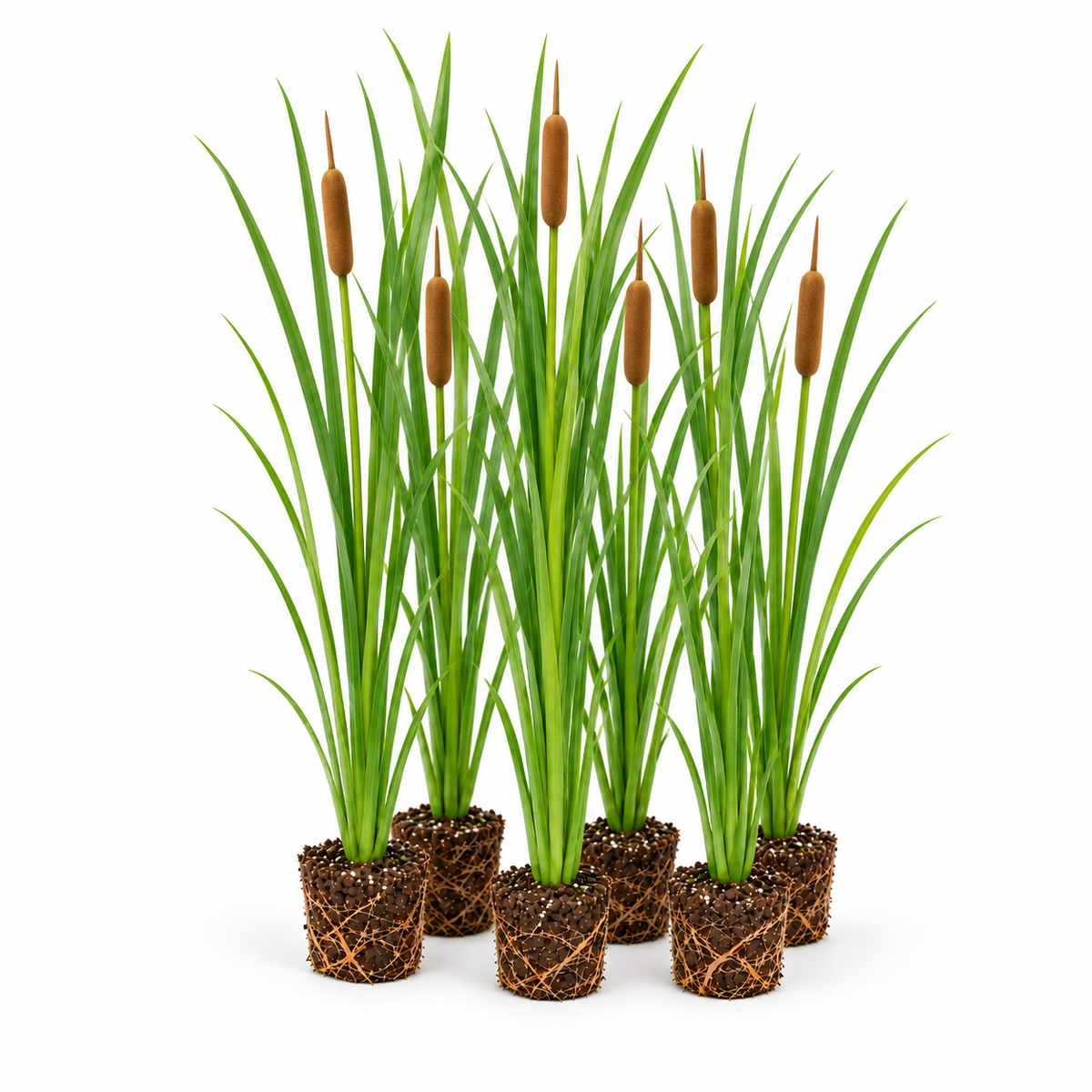 Espadaña De Hoja Estrecha - Typha Angustifolia - 12 Plantas_0