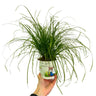 Cyperus Zumula, La Planta Comestible Que Enamorará A Tus Gatos