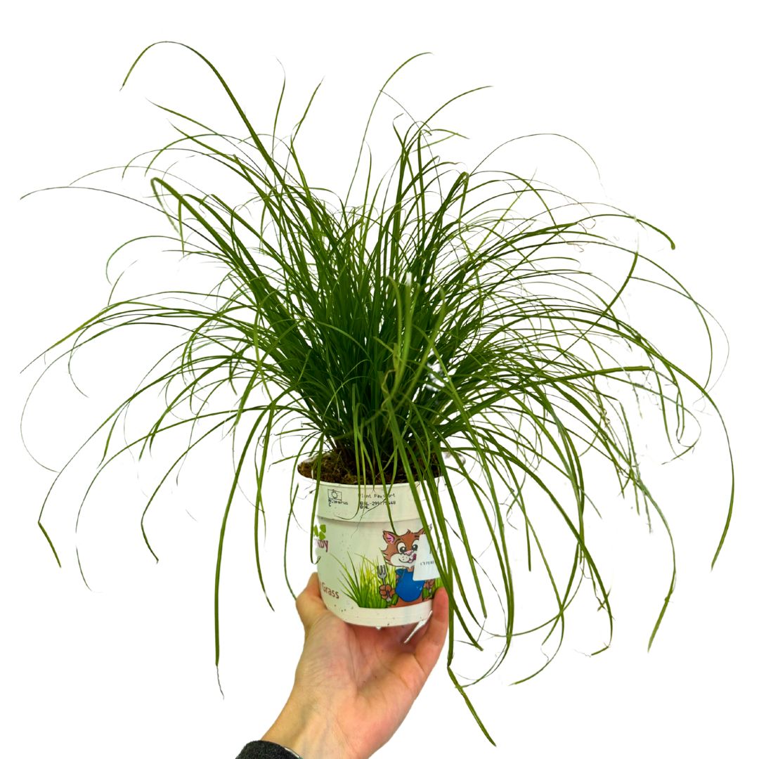 Cyperus Zumula, La Planta Comestible Que Enamorará A Tus Gatos_0