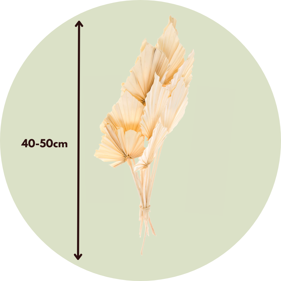 Flores Secas - 10 Pzs - Ramo 'palmspear Bleached White'