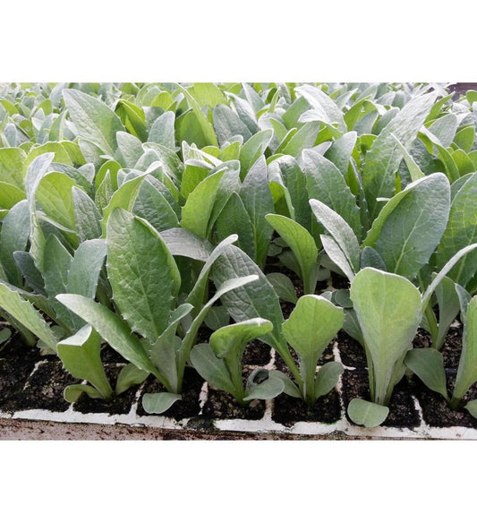 Plantón Cardos (10 Unidades)_0